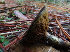 Suillus salmonicolor