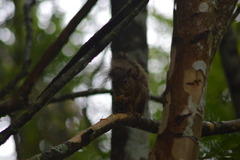 Sciurus aestuans ingrami