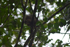 Sciurus aestuans ingrami