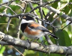 Batis capensis hollidayi