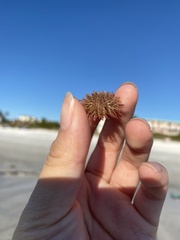 Lytechinus variegatus
