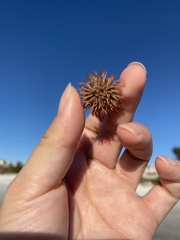 Lytechinus variegatus