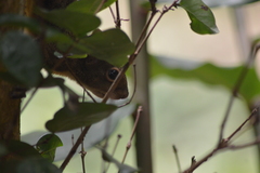 Sciurus aestuans ingrami