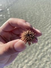 Lytechinus variegatus