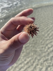 Lytechinus variegatus