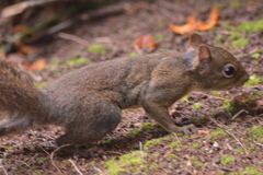 Sciurus aestuans ingrami