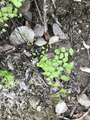 Adiantum jordanii
