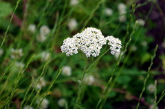 Achillea millefolium