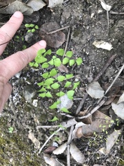 Adiantum jordanii