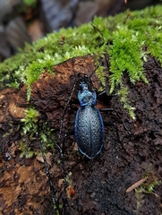 Carabus intricatus