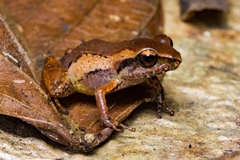 Eleutherodactylus geitonos