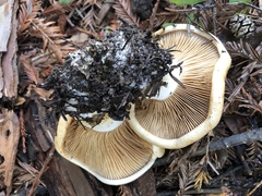 Cortinarius albofragrans