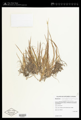 Dichanthelium perlongum