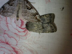 Standfussiana lucernea