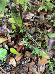 Galium bermudense