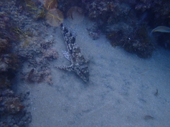 Chironemus marmoratus