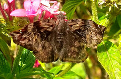 Noctuana haematospila