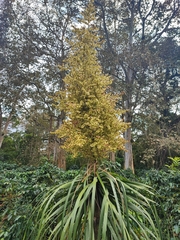 Beaucarnea recurvata