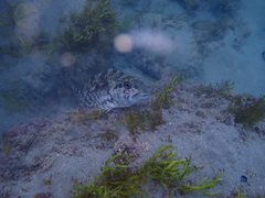 Chironemus marmoratus