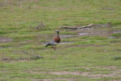 Chloephaga poliocephala