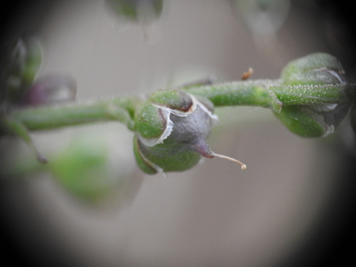 Image of Scrophularia lucida by (c) Yves Bas, some rights reserved (CC BY)