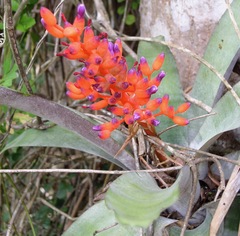 Aechmea fulgens