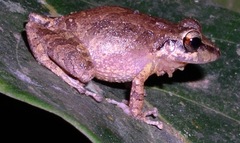 Pristimantis relictus