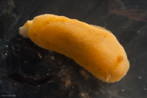 Cadlina sparsa