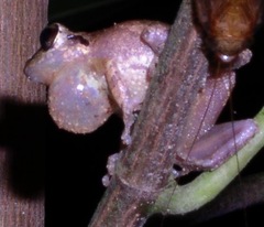 Pristimantis relictus