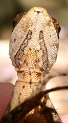 Enyalius catenatus