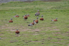 Chloephaga poliocephala