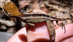 Enyalius catenatus