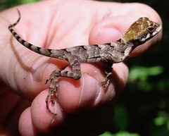 Enyalius catenatus