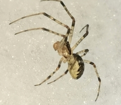 Pityohyphantes phrygianus