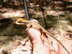 Enyalius catenatus