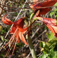 Hippeastrum