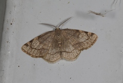 Stegania trimaculata