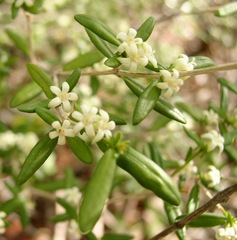 Eumachia depauperata