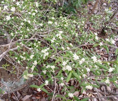 Eumachia depauperata