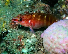 Hypoplectrodes maccullochi