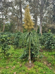 Beaucarnea recurvata