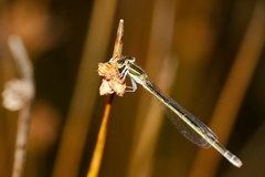 Ischnura aurora aurora