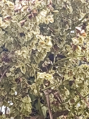 Beaucarnea recurvata