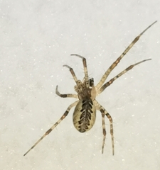 Pityohyphantes phrygianus