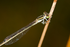 Ischnura aurora aurora