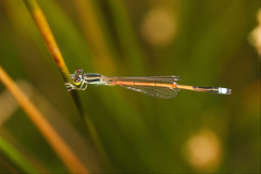 Ischnura aurora aurora