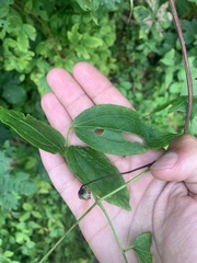Clematis viorna