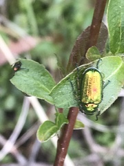 Melolonthinae