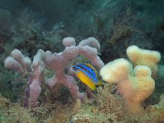 Mecaenichthys immaculatus