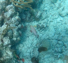 Cephalopholis cruentata